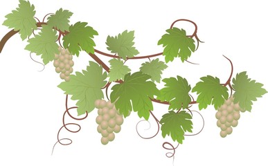 Weinlaub Dekor Weiß