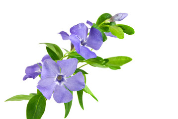 Beautiful blue flower isolated on white