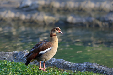 Egyptian Goose