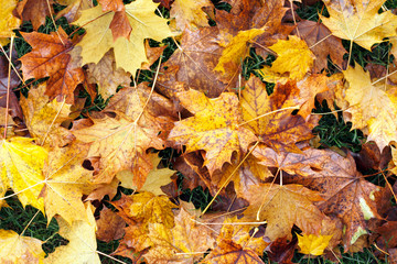 Fall Background