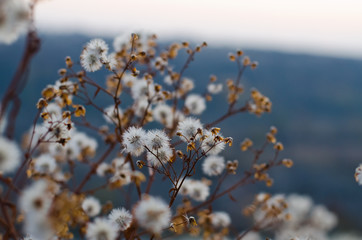 Bush of dandelions on a rock