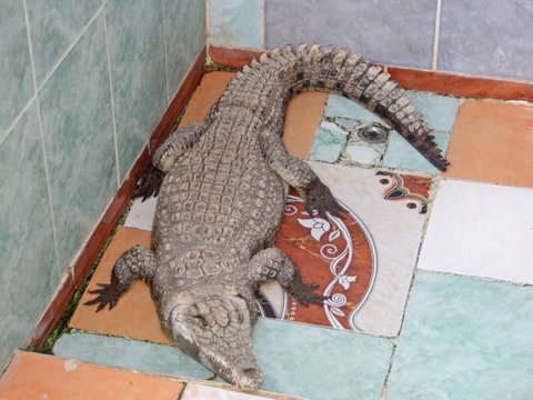 Krokodil im nubischen Dorf