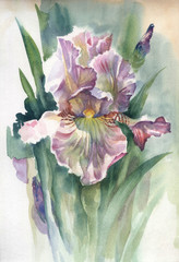 Watercolor Flower Collection: Iris - 36723901