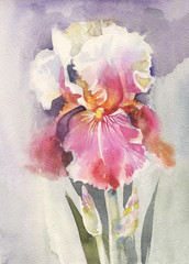 Watercolor Flower Collection: Iris - 36723902