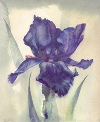 Plakat Watercolor Flower Collection: Iris