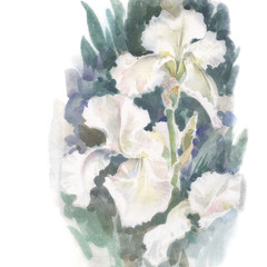 Watercolor Flower Collection: Iris - 36723905