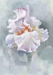 Kolekcja kwiatów akwarela: Iris - 36723913