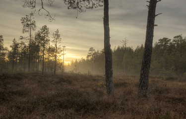 Fototapeta premium Misty morning, sweden