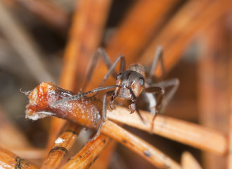 Southern wood ant among pine needles