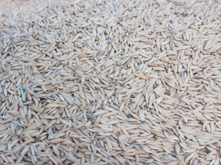 Rice grains