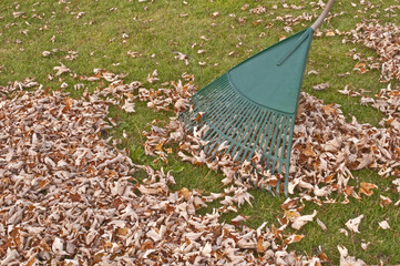 Rake, fall gardening work.