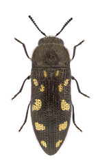 Acmaeodera bipunctata