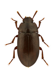 Alphitobius diaperinus