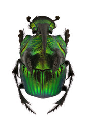 Rainbow Scarabs - Phanaeus demon