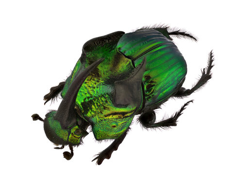Rainbow Scarabs - Phanaeus demon