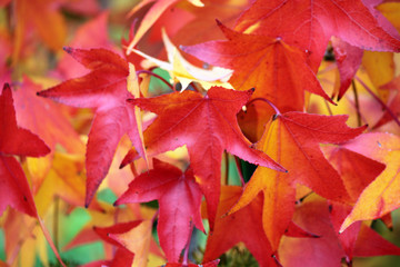 i colori dell'autunno