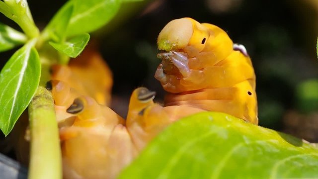 Yellow Caterpilla