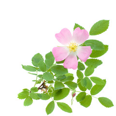 Beautiful Wild Rose and Green Leaves Isolated