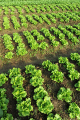 Fototapeta na wymiar healthy lettuce growing in the soil .
