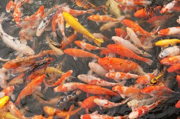 Red and gold fishes over water golden