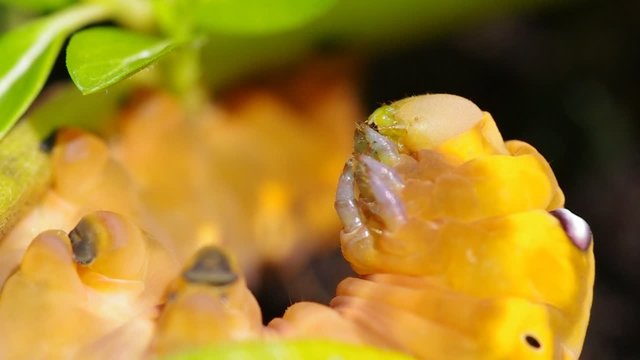 Yellow Caterpilla
