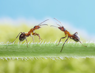 two ants, greetings on grass