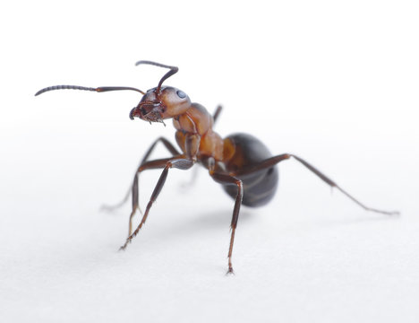 ant formica rufa on light background
