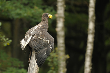 aigle Pêcheur
