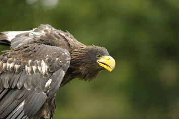 aigle Pêcheur
