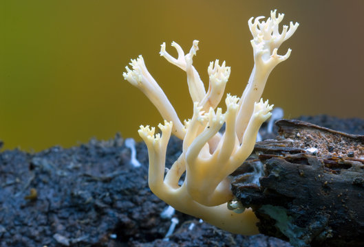 mushroom  and autumn