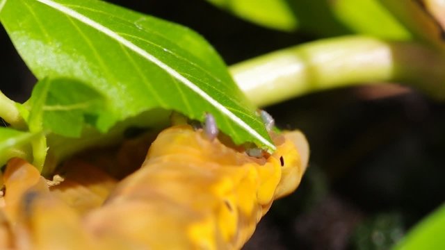 Yellow Caterpilla