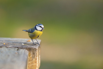 mésange