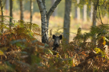 sanglier © wojciech nowak