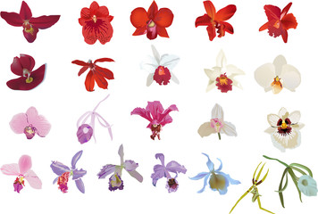 Obraz premium twenty two isolated orchids
