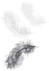 Obraz premium illustration with three grey feathers