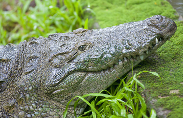 crocodile
