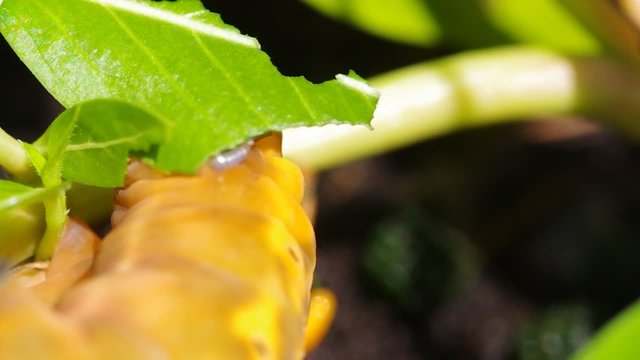 Yellow Caterpilla