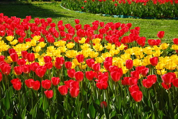 Цветочная поляна