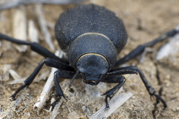 Namib Desert Beetle