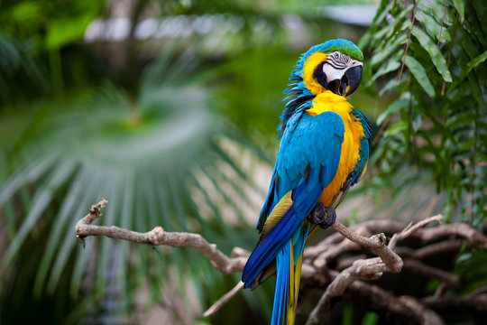 Big blue-yellow parrot