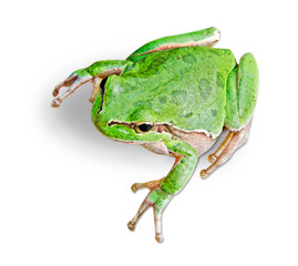 Treefrog isolated on white background