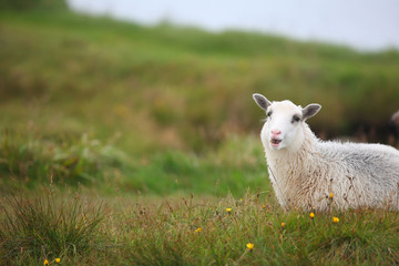 Naklejka premium Young sheep lying on the pasture bleating