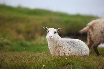 Lamb sheep lying in the grass meadow