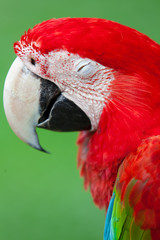 Nice parrot - Scarlet Macaw