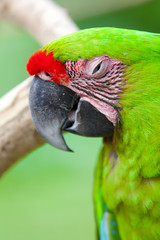 Big green parrot
