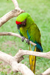Big green parrot