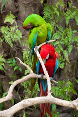 Two colourful friends