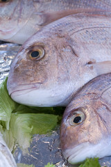 fresh sea breams at the fish counter