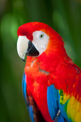 Nice parrot - Scarlet Macaw