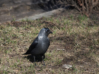 The Jackdaw (Corvus monedula)